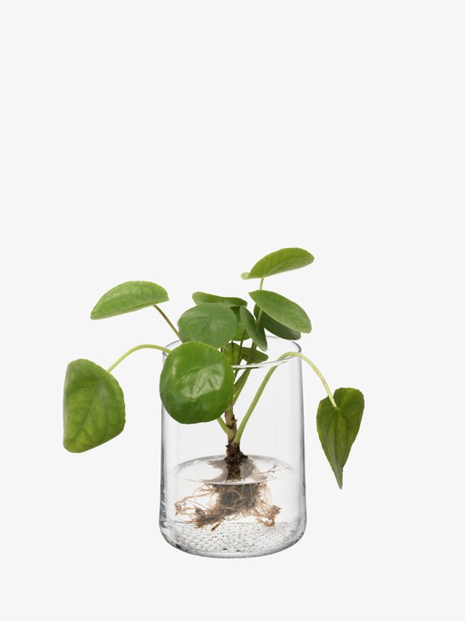 Vase/Lantern H7in, Clear | Market | LSA Interior